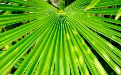 Saw Palmetto Benefits (Are There Side Effects You Should Know?)