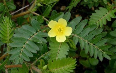 Tribulus Terrestris Benefits (Are There Side Effects You Should Know?)