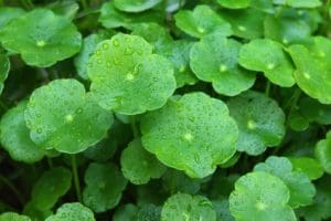 What are the benefits and side effects of Gotu Kola