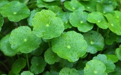 Gotu Kola Benefits (Are There Side Effects You Should Know?)