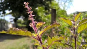 Holy Basil Benefits And Side Effects