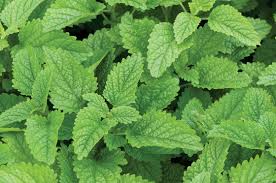 Lemon Balm Benefits And Side Effects